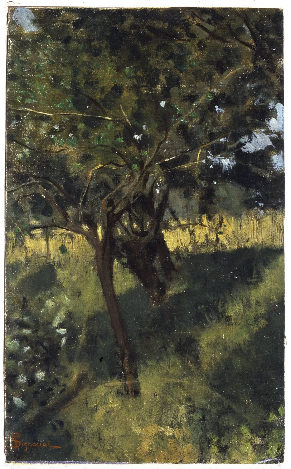 Alberi a Settignano - Palazzo Pitti, Firenze